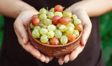 Ягодный ноотроп: чем крыжовник реально полезен для вашего мозга