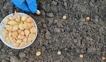 Что посеять в августе, чтобы успеть собрать до холодов: экспресс‑культуры и подготовка грядок