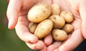 Почему картофель мельчает с каждым годом: причины и решения для богатого урожая