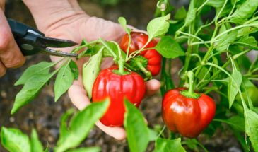Перец на пике вкуса: сроки и правила сбора для открытого грунта и теплицы