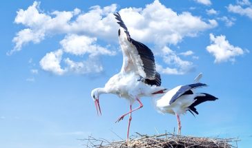 Марины‑Пимены 20 августа: день примет, святых и уходящего лета