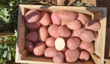 Картофель Фламинго: сорт с орехово-масляным вкусом, который дает рекордный урожай