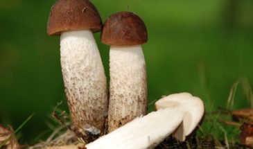 Подосиновики осенью: где искать и 3 признака настоящего гриба