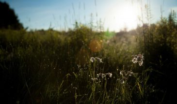 Журавли и дождь не обманут: как 30 сентября узнать погоду до самой весны