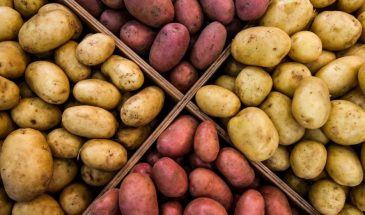 Ударный отряд картофеля: 9 проверенных сортов, которые дадут огромный урожай даже в жару и без химии