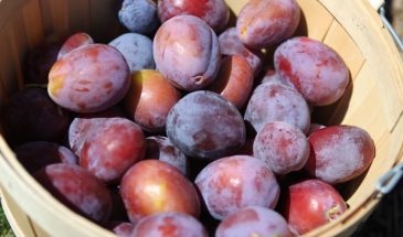 Лучшие осенние фрукты: чистят сосуды и снижают давление