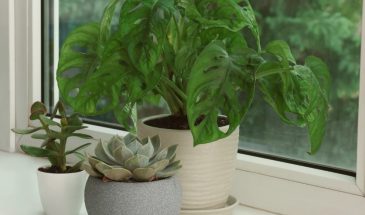 Два популярных комнатных растения, которые притягивают беду и одиночество