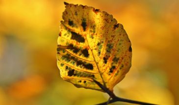 Денис Злопамятный: почему 16 октября считается опасным днем и как защититься от осенней лихорадки