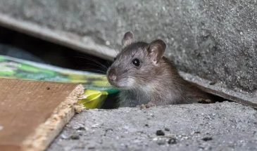 Срочно проверьте эти 7 мест на участке: мыши уже ищут зимние убежища