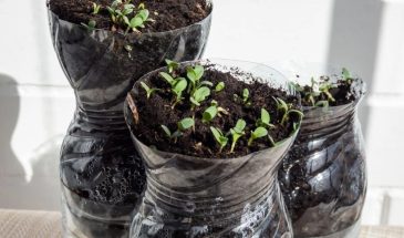 Какие идеальные культуры подходят для зимнего посева в бутылках